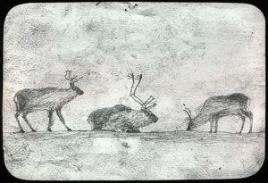 Image: Drawing of Reindeer